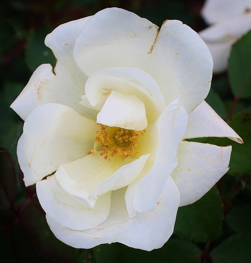 White Rose Photograph by Bruce Bley