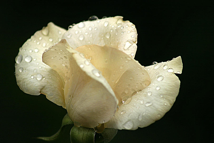 White rose  Photograph by Emanuel Tanjala