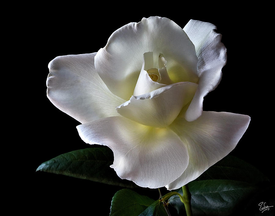 White Rose Photograph by Endre Balogh