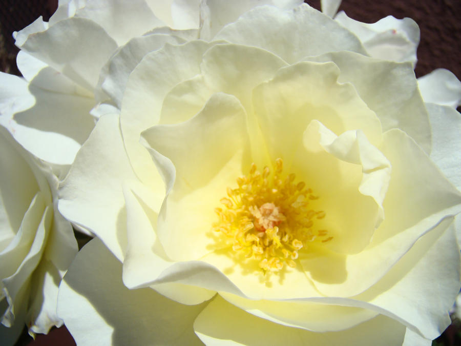 White Rose Flower art print Floral Baslee Photograph by Patti Baslee