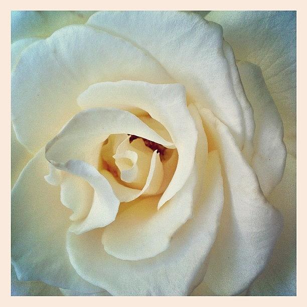 Portland Photograph - White #rose #flowers #pdx #portland by Brandon Erickson