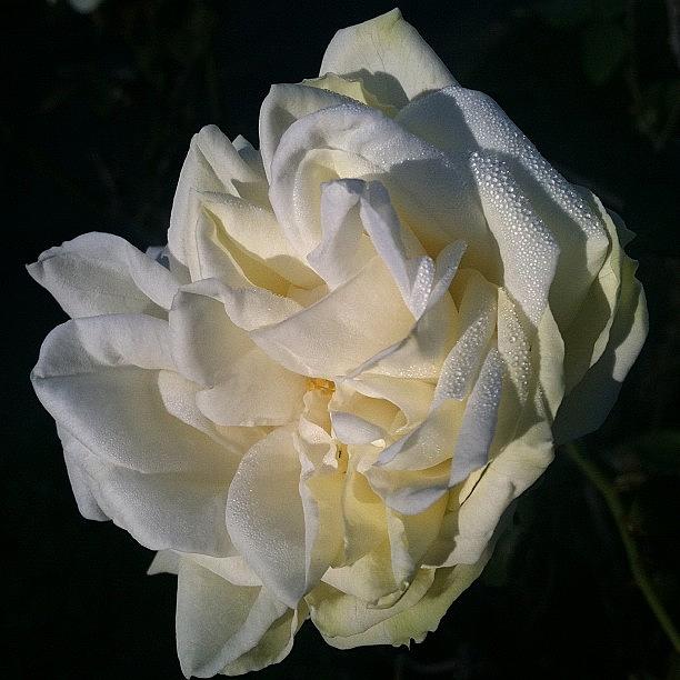 Nature Photograph - White Rose In The Morning Sun - No by Derek M