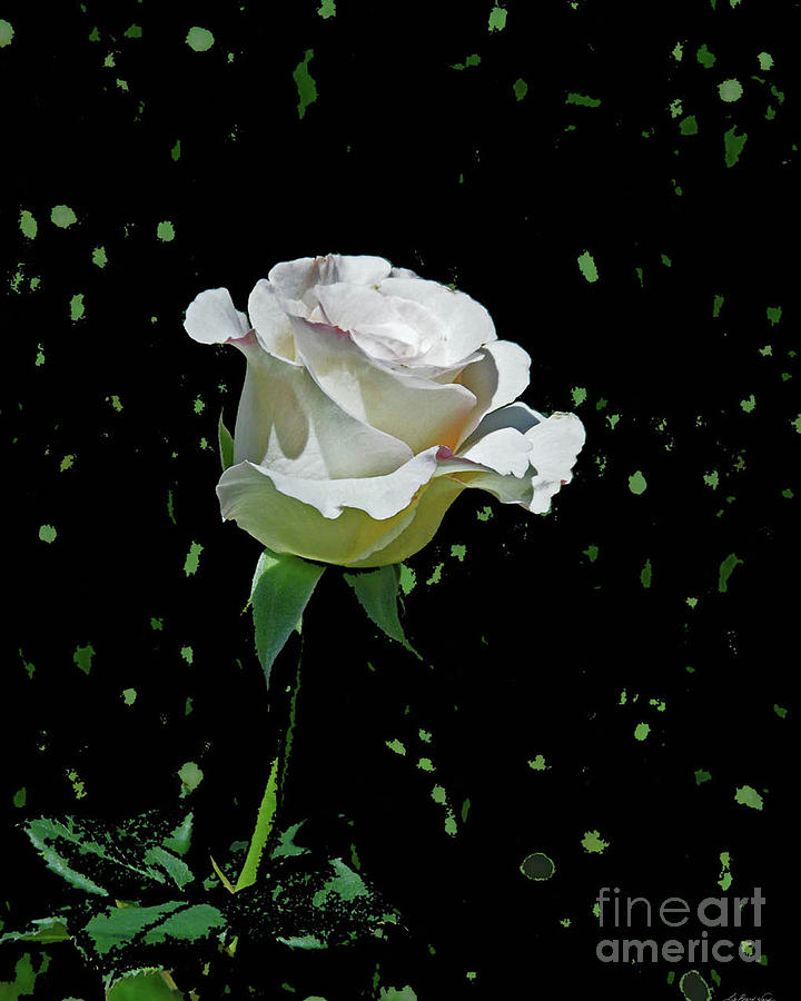 White Rose Digital Art by Lizi Beard-Ward