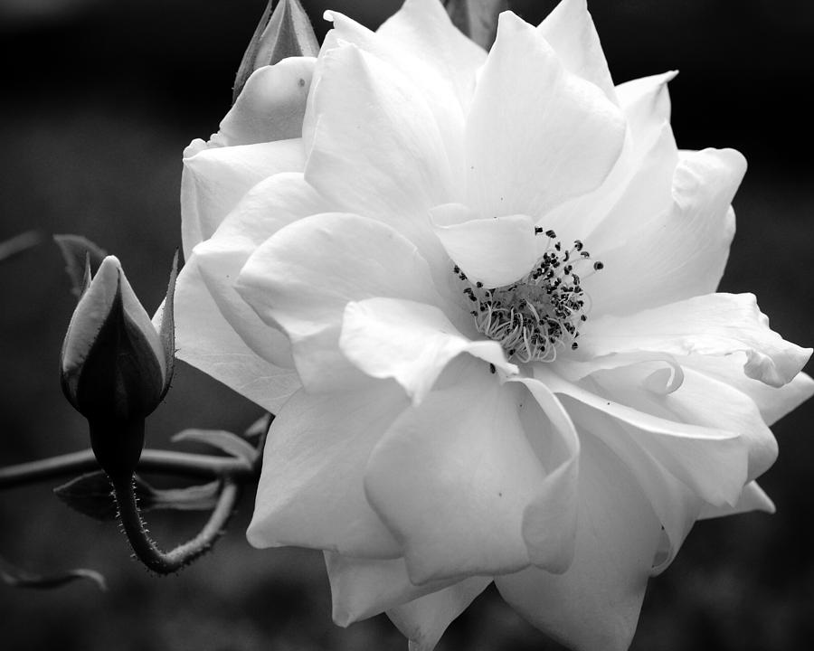 White Rose #1 Photograph by Michelle Joseph-Long