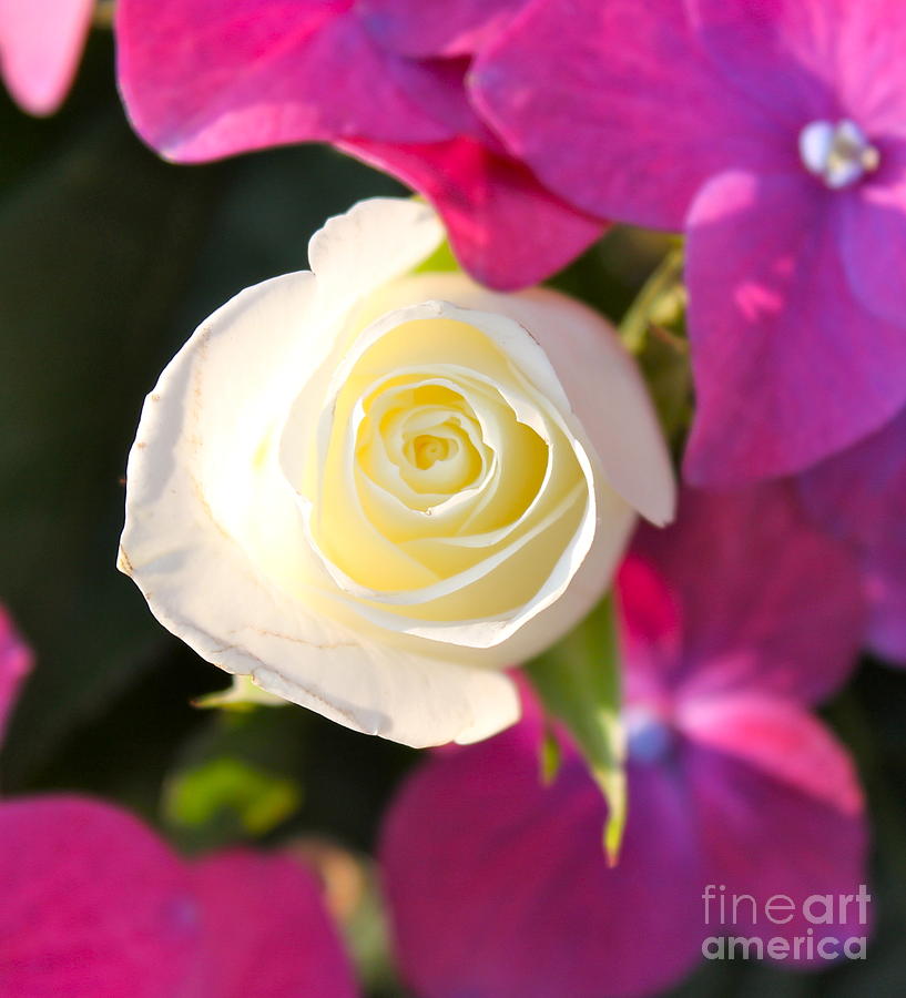 White Rose Photograph by Pamela Walrath