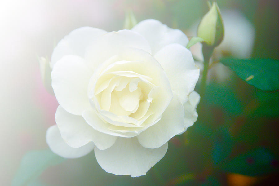 Nature Photograph - White rose by Patrick Kessler