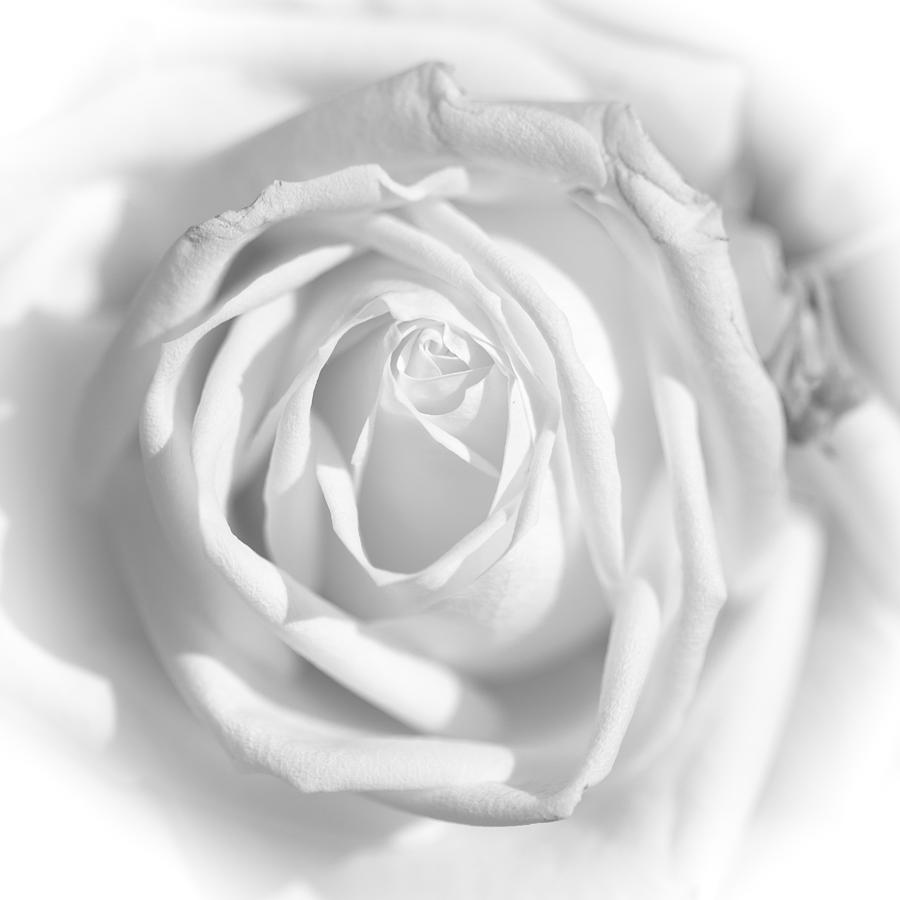 White Rose Photograph by Ralf Kaiser
