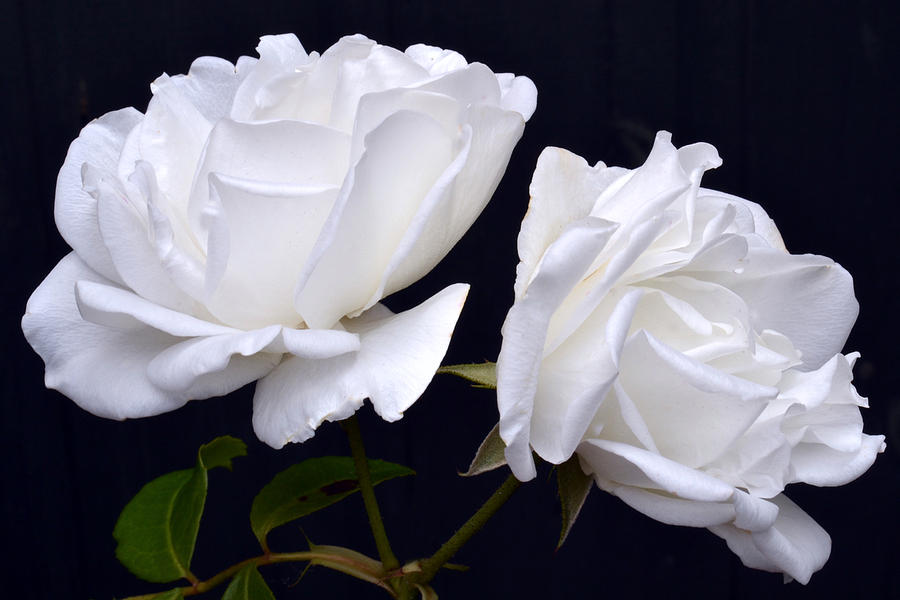 White Rose Twins. Photograph by Terence Davis