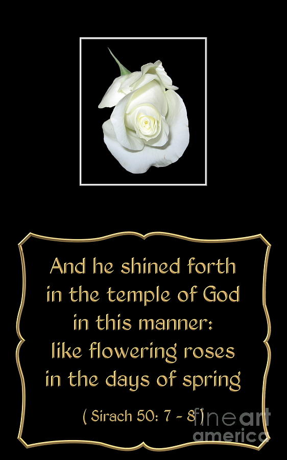 Flower Photograph - White Rose with Bible Verse from Sirach by Rose Santuci-Sofranko