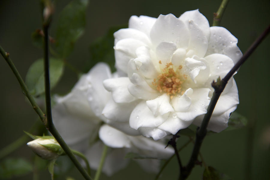 White Rose  Photograph by Yelena Rubin