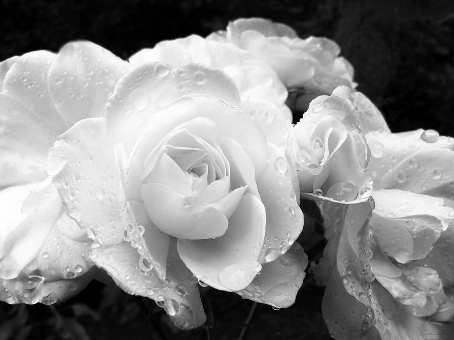 White Roses Black and White Photograph by Jennie Marie Schell