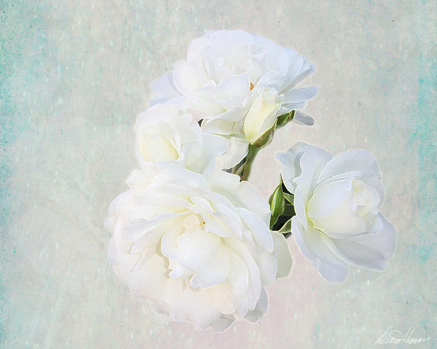 White Roses Photograph by Diana Haronis