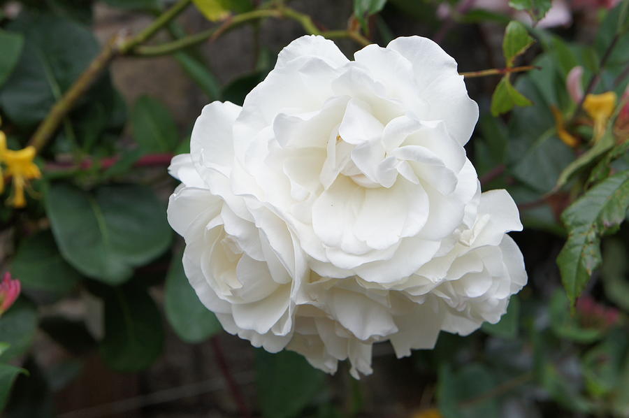 Rose Photograph - White Roses by Jacqui Kilcoyne