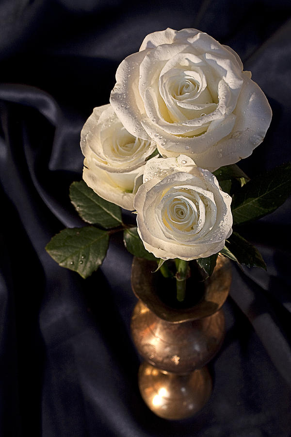 White Roses Photograph by Shirley Mitchell