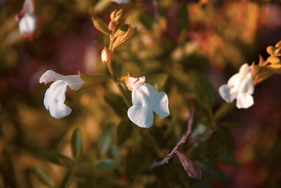 Flowers Still Life Photograph - White Salvia by Devin Rader