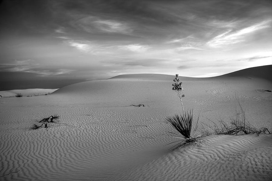 White Sands Dusk Photograph by Peter Tellone