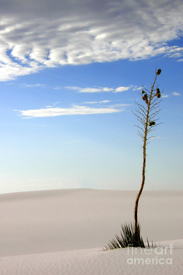 White Sands National Monument Photograph - White Sands National Monument 1 by Mike Nellums