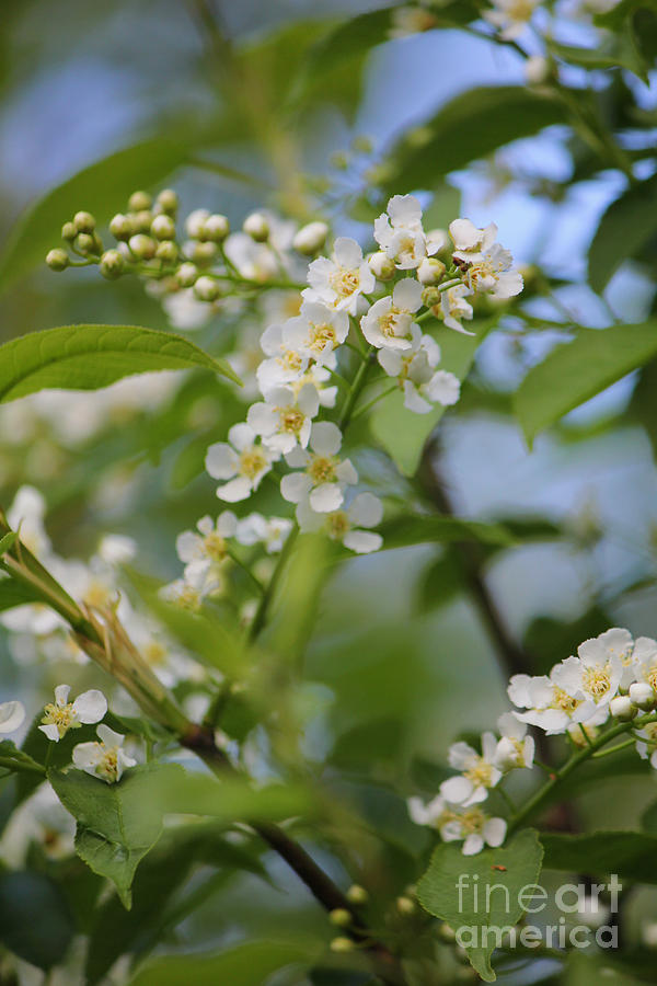 White Saskatoon Blossoms Photograph by Donna L Munro