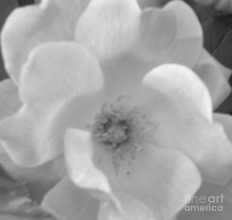 Rose Photograph - White Shadow by Marsha Heiken