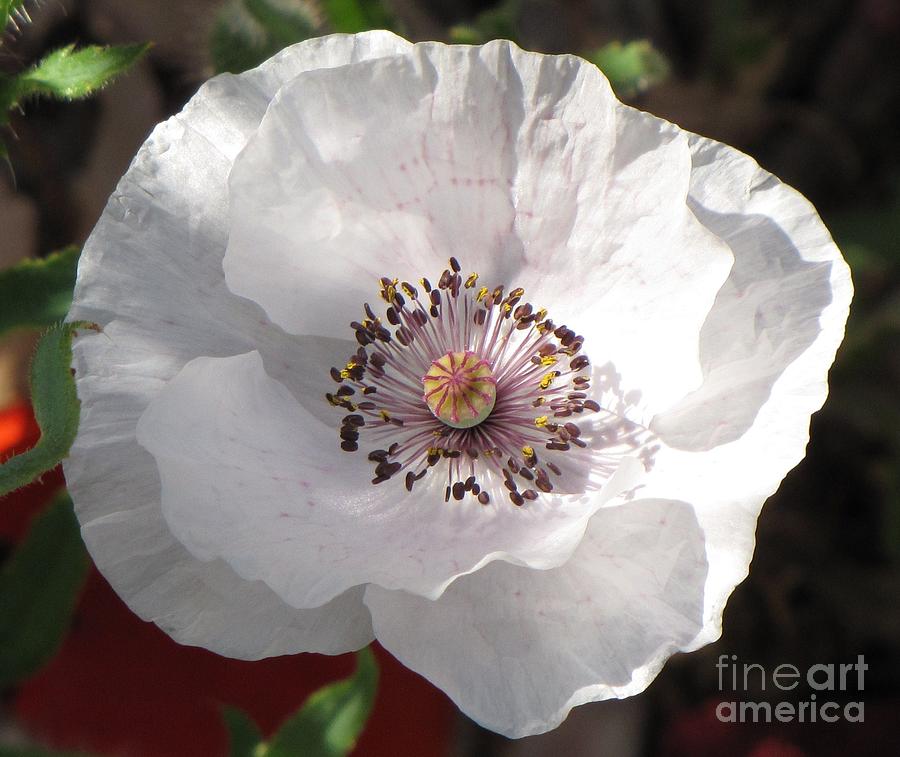 White Shirley Poppy Photograph by Michele Penner