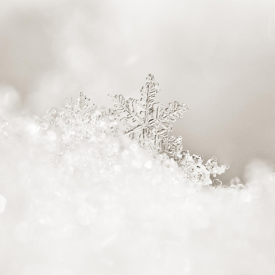white snowflake photograph by beth riser white snowflake photograph by beth riser