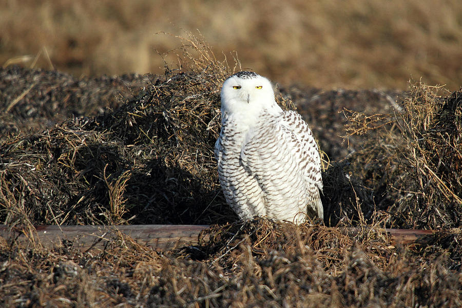 White Snowy Owl Photograph by Pierre Leclerc Photography