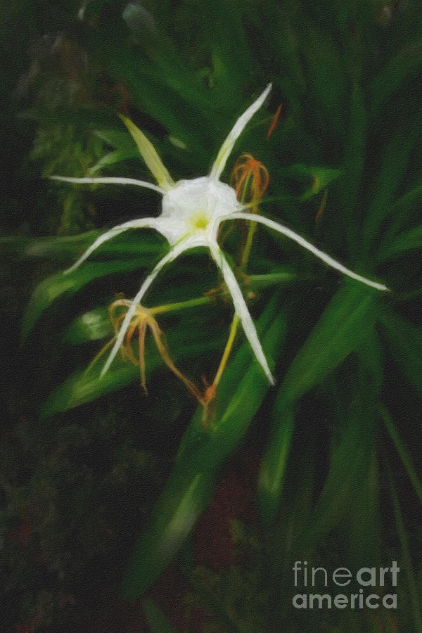Mac Miller Digital Art - White Spider Lily Painting by M K Miller