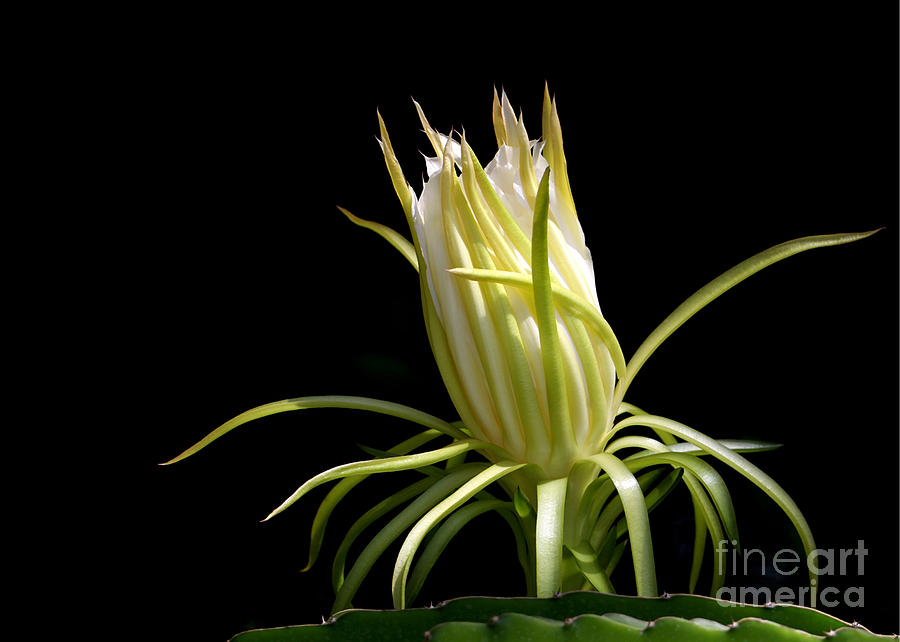 White Spikey Cactus Flower Photograph by Sabrina L Ryan