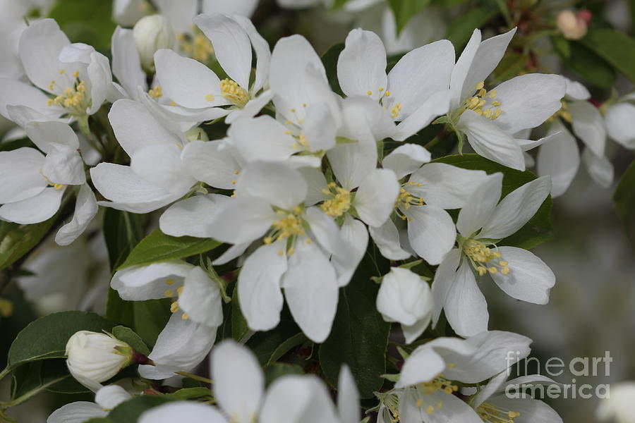White Spring Blooms Photograph by Donna L Munro