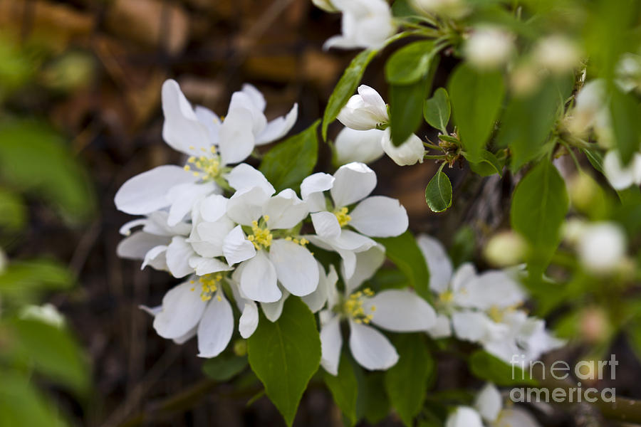 White Spring Blossoms Photograph by Donna L Munro