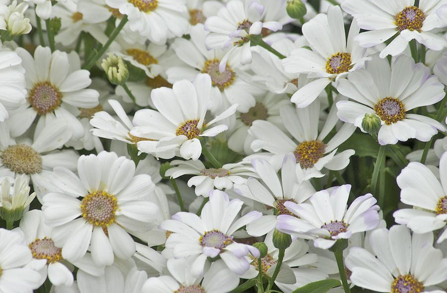White spring flowers Photograph by Michael Peychich