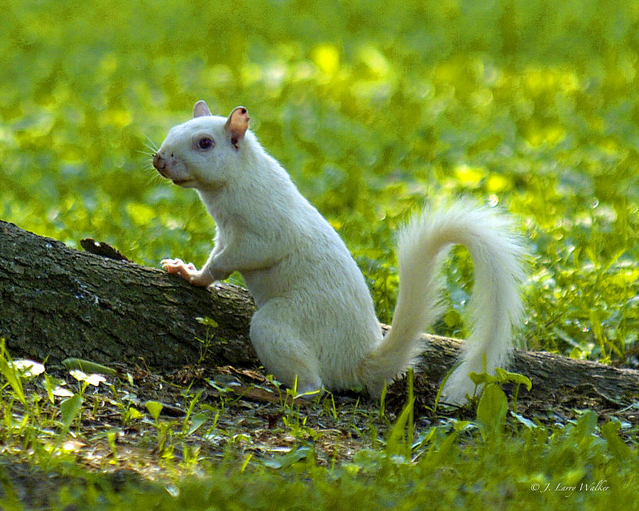 White Squirrel Photograph by J Larry Walker