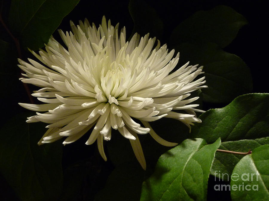 White Star Blossom Photograph by Margie Avellino