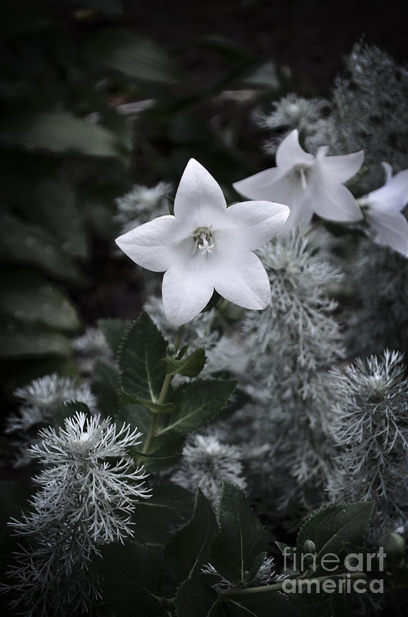 White Star Flower at Nightfall Photograph by Mary Machare