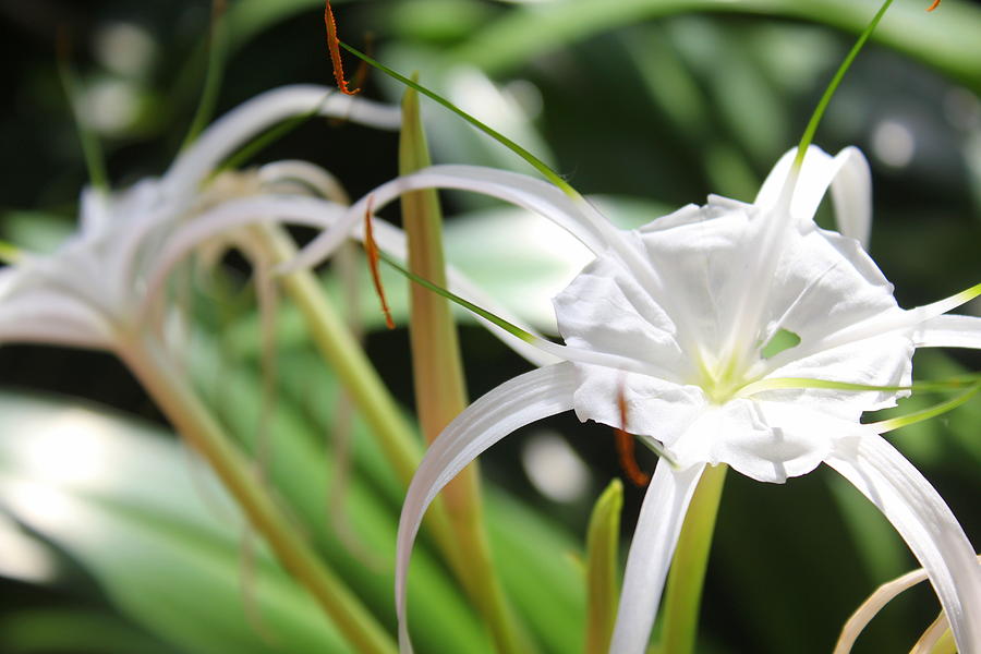 White Star Lily Photograph by Sarah Ellis