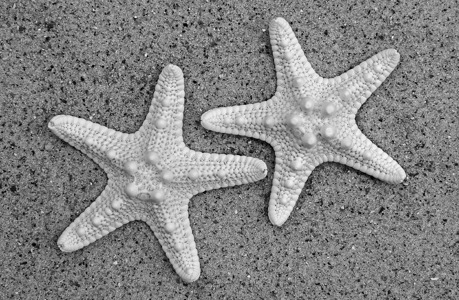 Animal Photograph - White Starfish In Black And White by Sandi OReilly