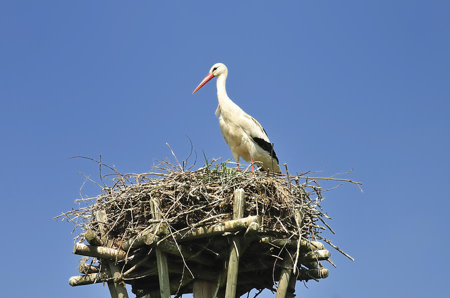 White stork Ciconia ciconia Photograph by Matthias Hauser