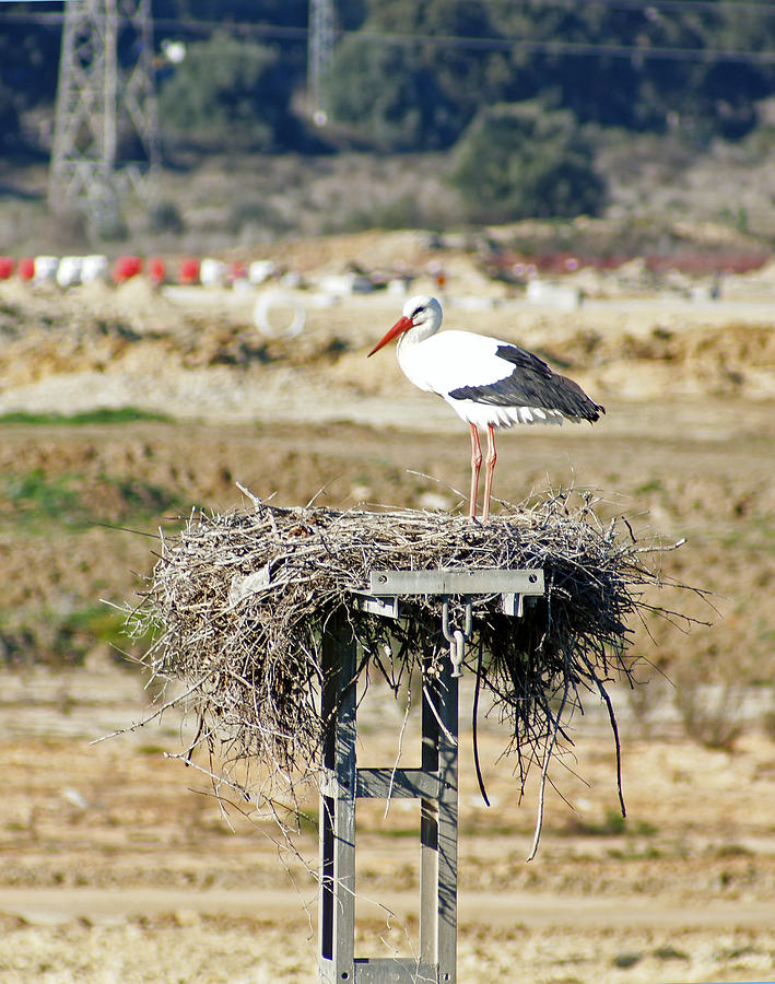 White Stork Photograph by Rod Jones