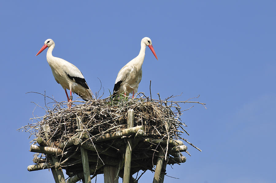 White storks in their nest Photograph by Matthias Hauser