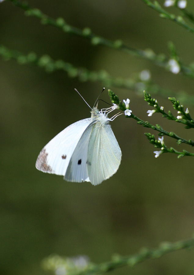 White Sulpher Butterfly Photograph by Rick Rauzi