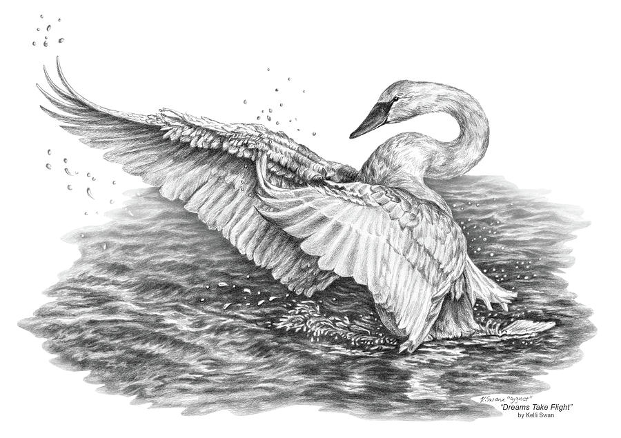 Swan Drawing - White Swan - Dreams Take Flight by Kelli Swan