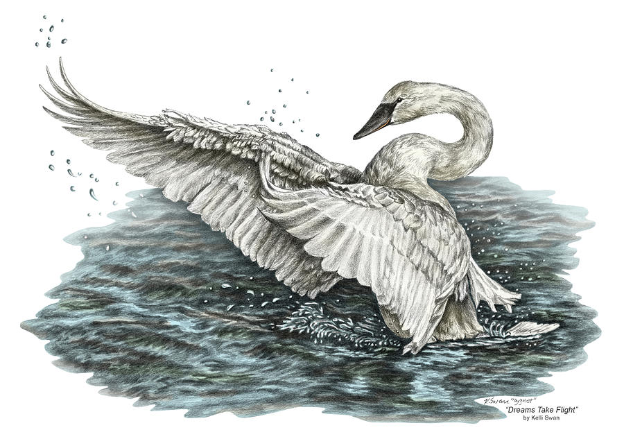 White Swan - Dreams Take Flight-tinted Drawing by Kelli Swan