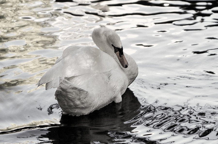 White Swan B and W Photograph by Linda Phelps