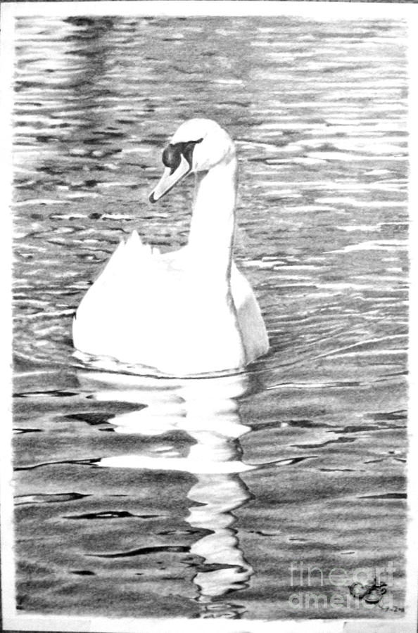 White Swan Drawing by Muna Abdurrahman - Fine Art America