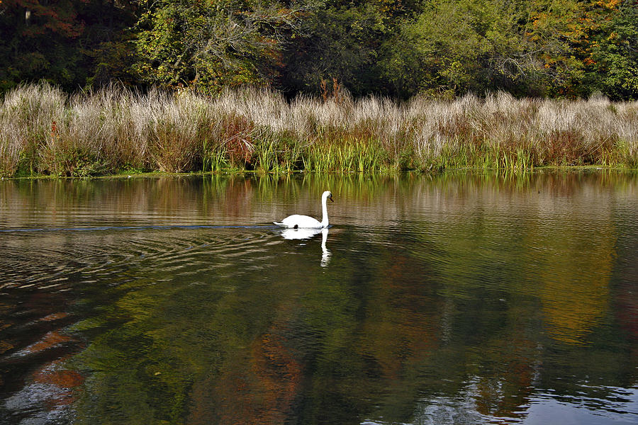 White Swan Photograph by Richard Gregurich