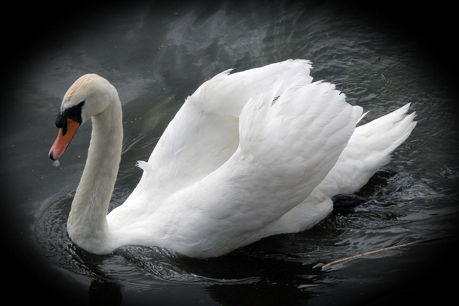 White swan Photograph by Rod Jones