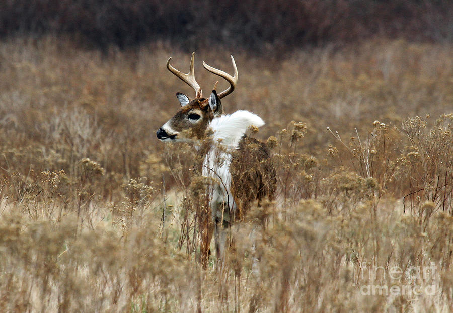 White Tail Photograph by Butch Lombardi