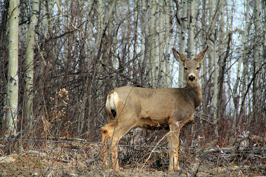 White Tail Deer Photograph by Kim French