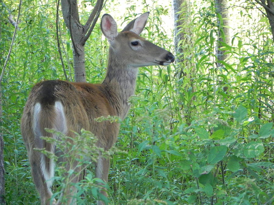 White Tail Doe Photograph by Christine Lathrop