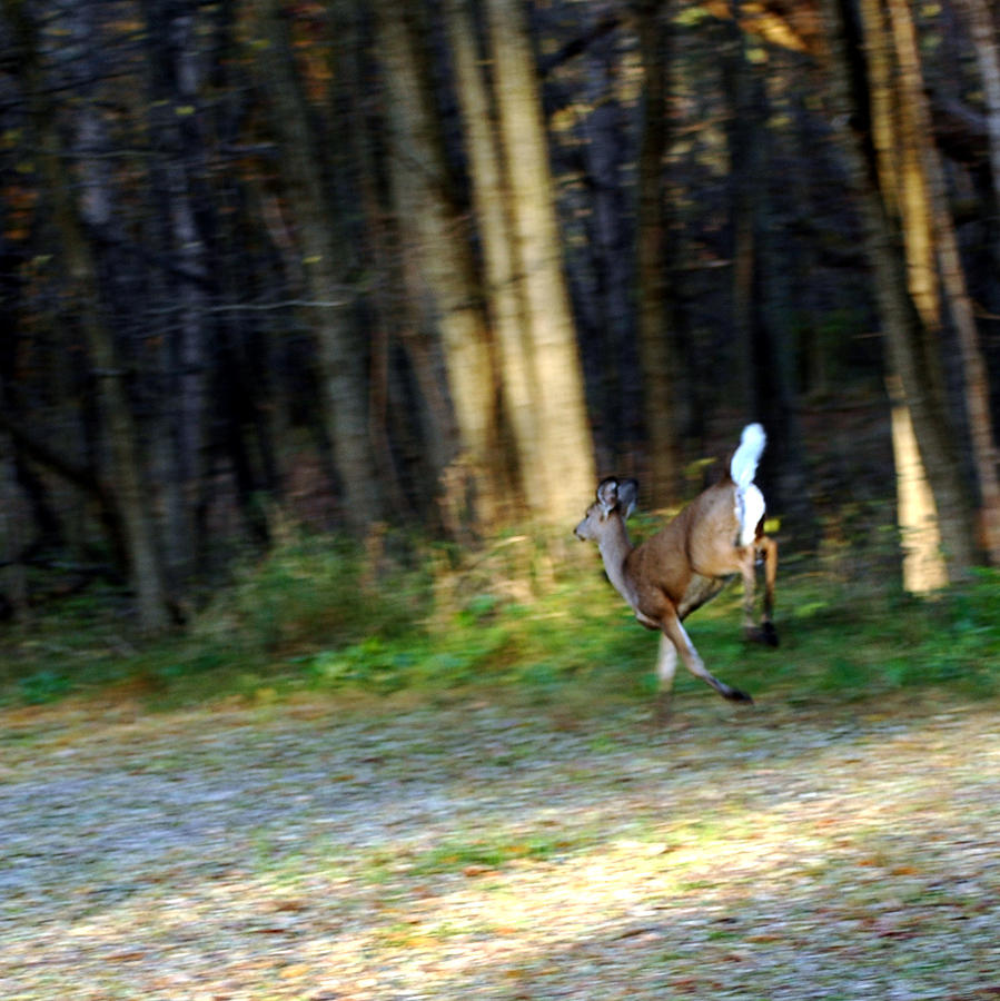 White Tail Running Deer Photograph by LeeAnn McLaneGoetz McLaneGoetzStudioLLCcom